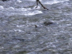 Salmon struggling upstream